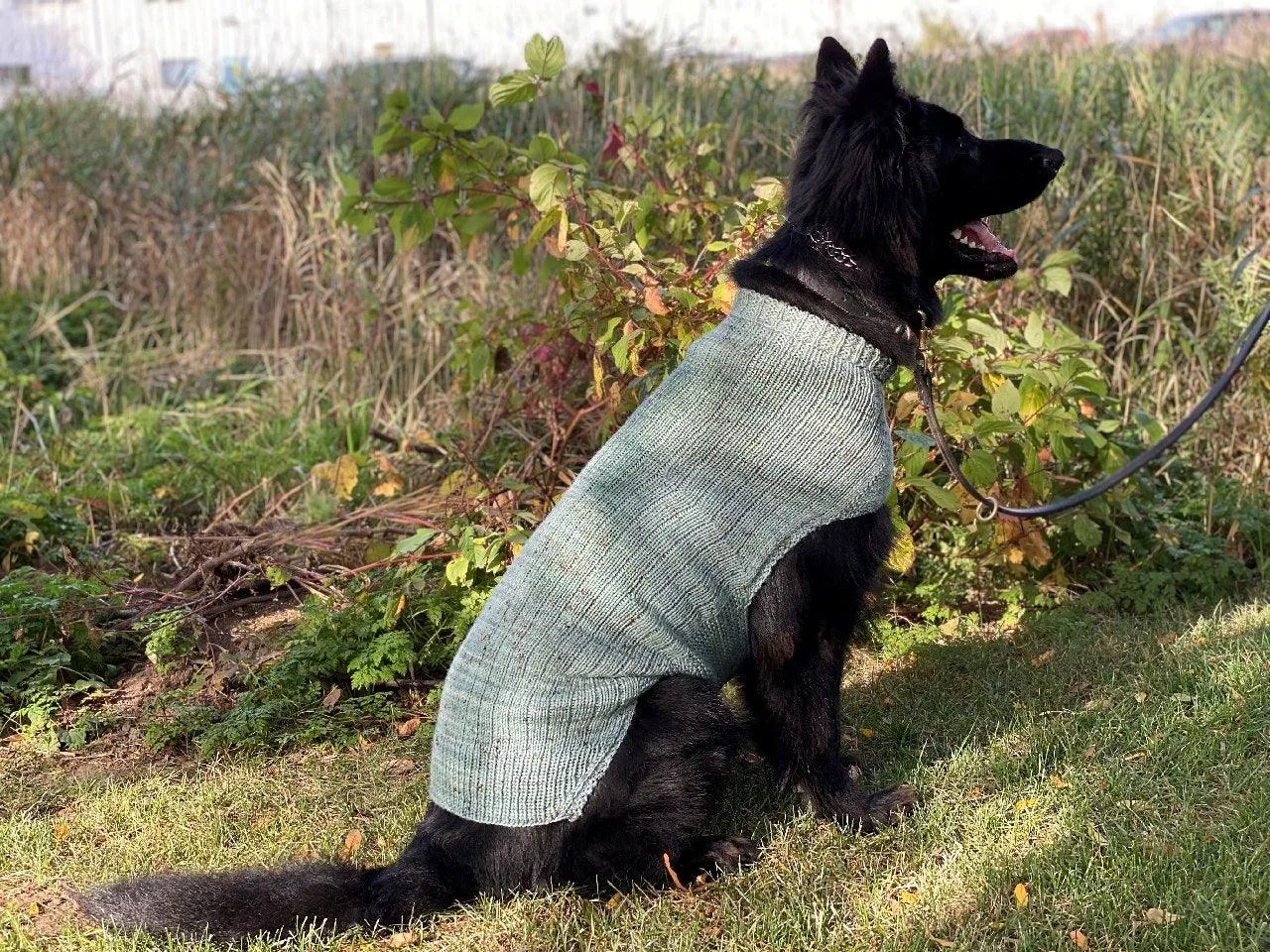 Whisky's sweater | Free knitting pattern for Dog